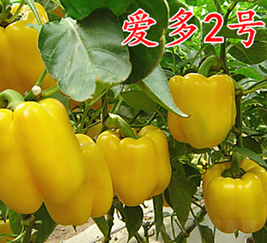 ۶2̖-N-frI(y)