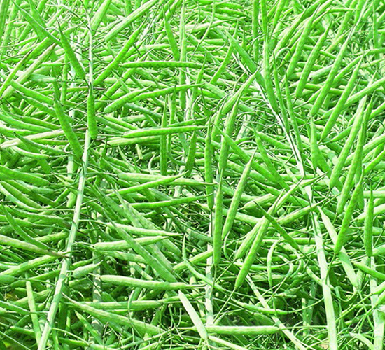 德新油27-油菜種子-未來(lái)種業(yè)